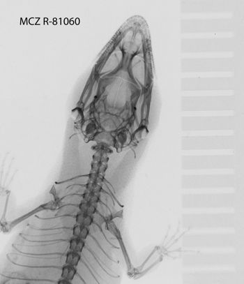 Media type: image;   Herpetology R-81060